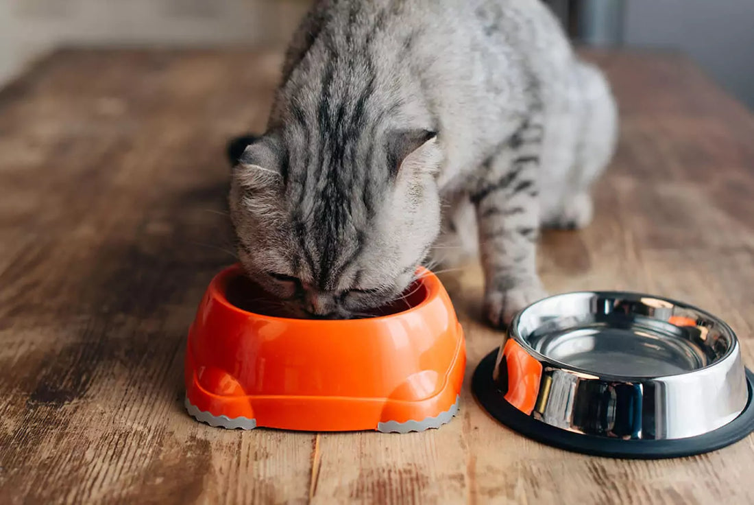 Kitten vs Adult Cat Food: What's the Difference?